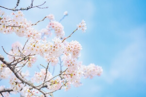 空と桜／Sky and Cherry Blossoms
